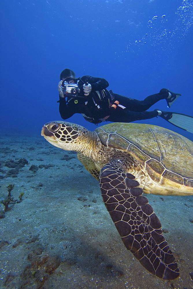 Hawaii, Diver photographing Green Sea Turtle (Chelonia mydas)