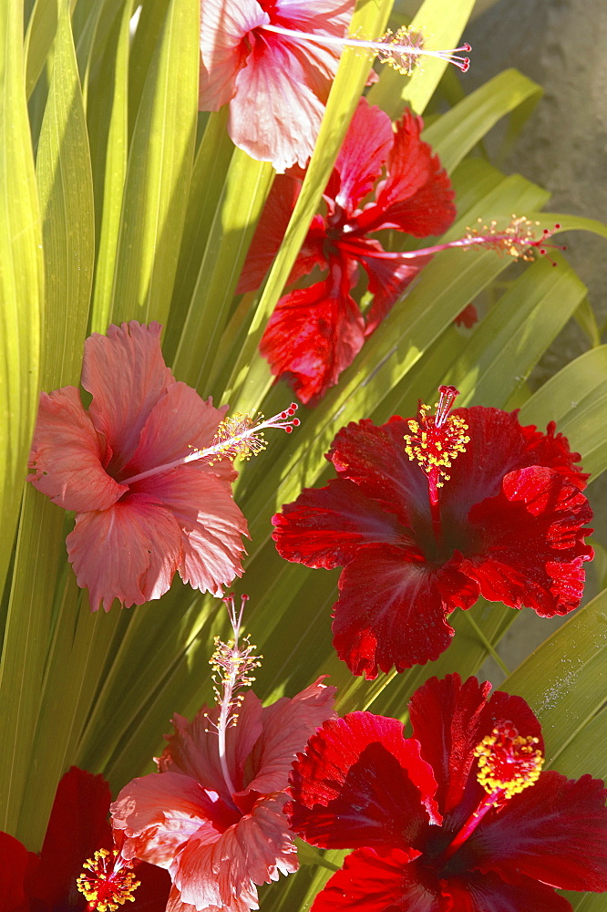 French Polyesia, Tahiti, Huahine, red and pink hibiscus poking through green leafs