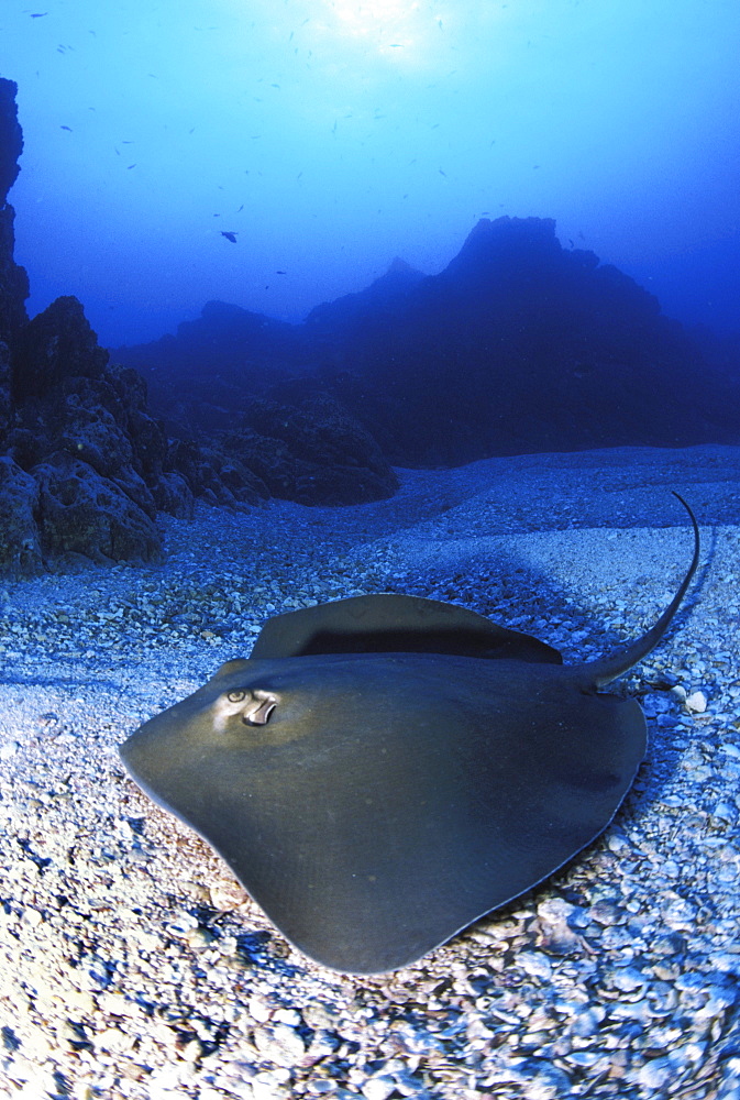 California, Baja, Socorro, Unidentified species of stingray on ocean floor, sunburst above.