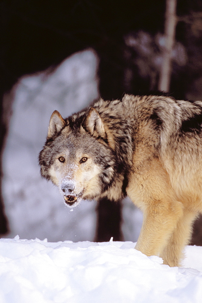 Alaska, Gray wolf stalking prey in deep winter snow.