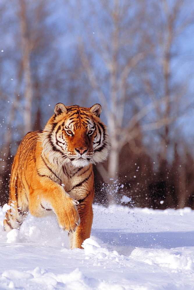 Alaska, Siberian Tiger (Panthera tigris altaica) charging through winter snow.