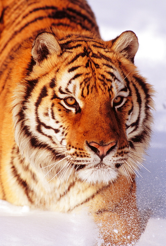 Alaska, Siberian Tiger (Panthera tigris altaica) stalking prey in deep winter snow.