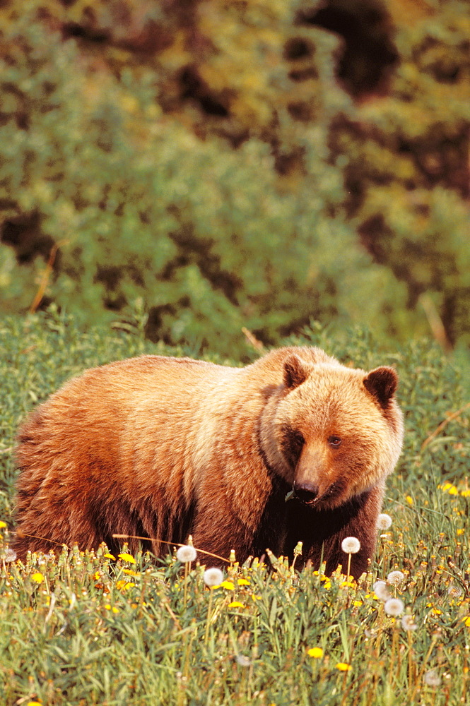 Canada, Yukon, brown bear foraging, Alsek-Tatshenshini Wilderness Park