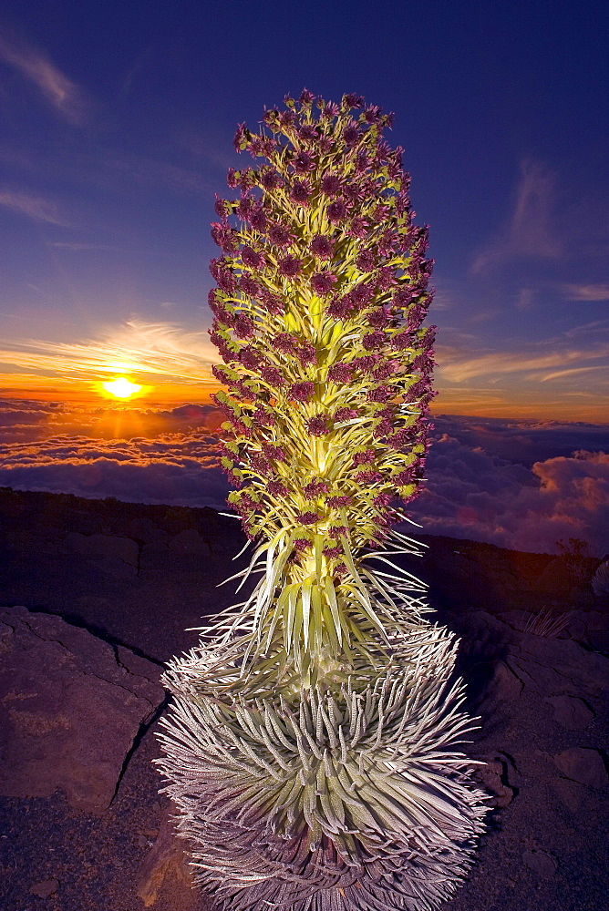 Hawaii, Maui, Haleakala, Silversword (Argyroxiphium sandwicense) Sunset and clouds in background