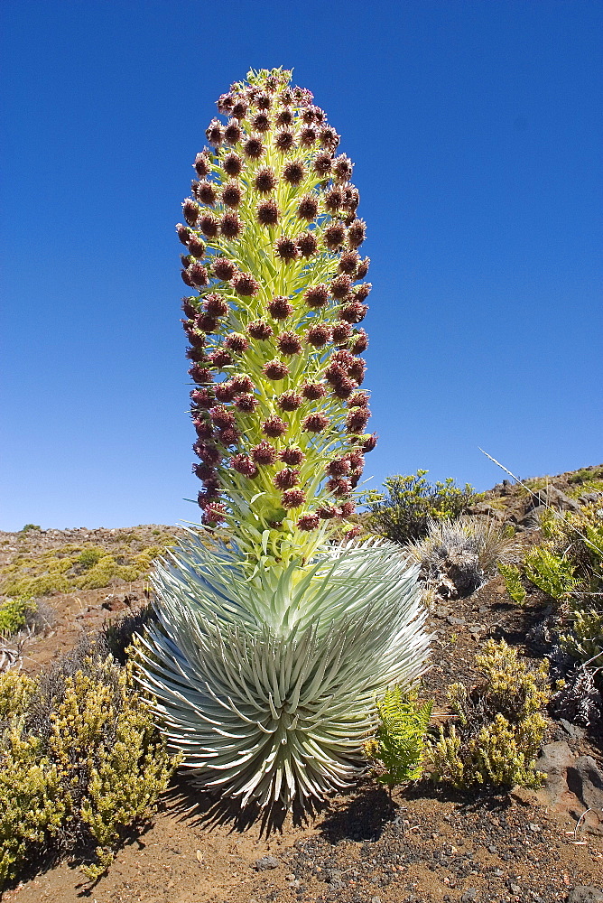 Hawaii, Maui, Haleakala, Silversword (Argyroxiphium sandwicense) Blue sky in background