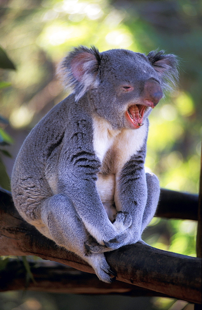 Australia, Full body of Koala (mouth open) in tree against blurry green.