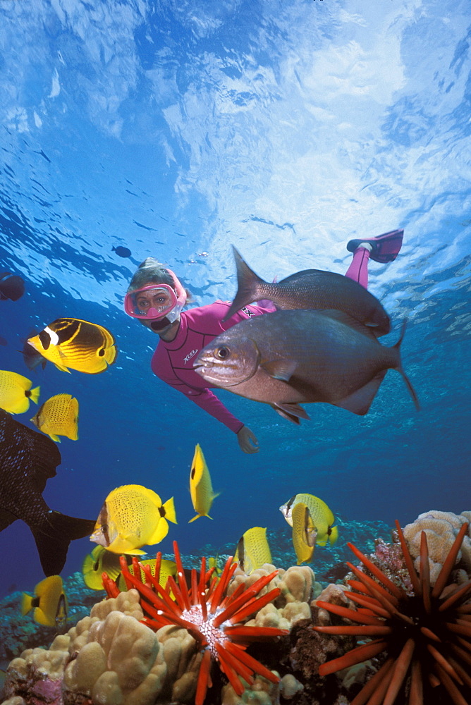 Hawaii, Maui, Molokini, tropical reef scene with woman snorkeling variety of fish