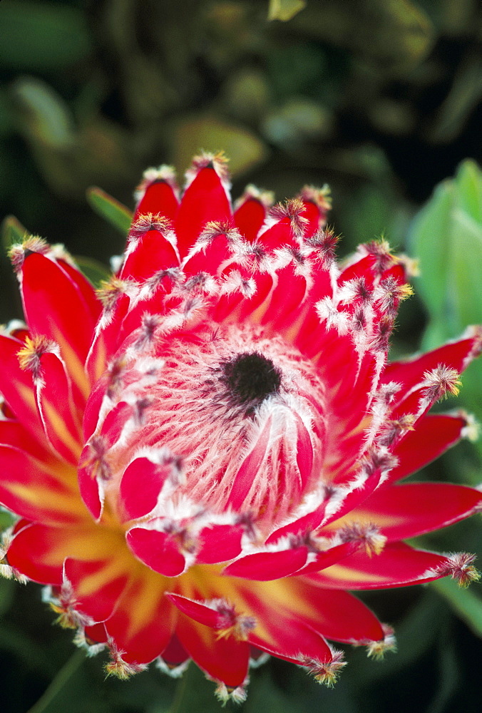 Close-up of a single red Queen Protea on plant