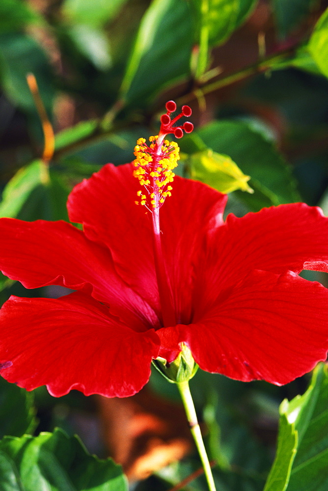 Close-up side view of a red hibiscus flower on plant, green stem and leaves