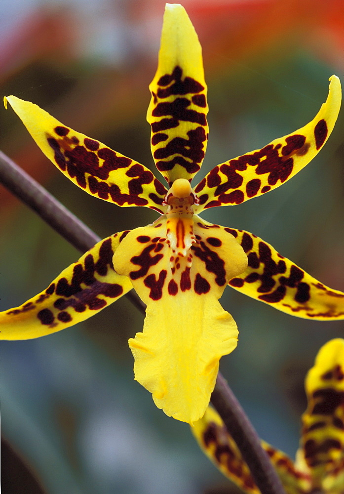 Hawaii, Big Island, Holualoa, extreme close-up of leopard orchid on plant green blurry background