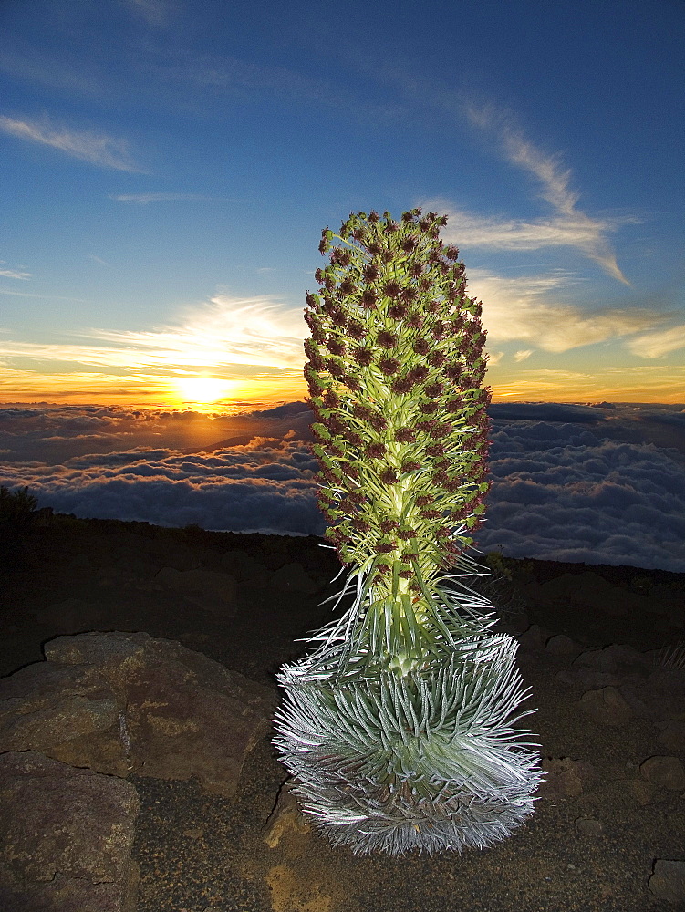 Hawaii, Maui, Haleakala, Silversword (Argyroxiphium sandwicense) Sunset and clouds in background