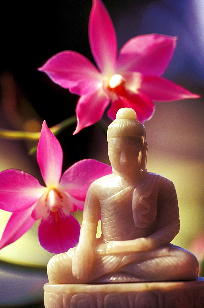 Orchids by small ivory Buddha statue