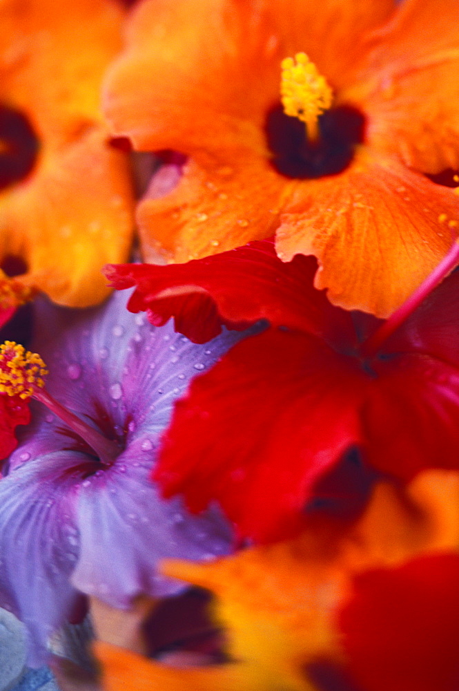 Tropical blooming hibiscus flower arrangement, close-up with colorful detail