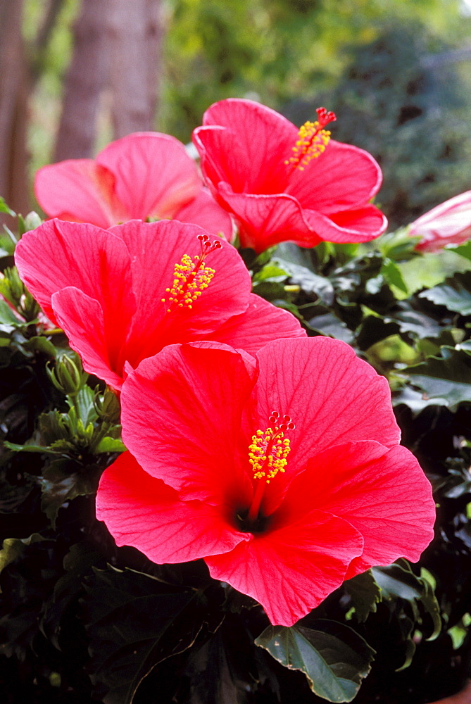 New Jersey, Somers Point, four pink hibiscus