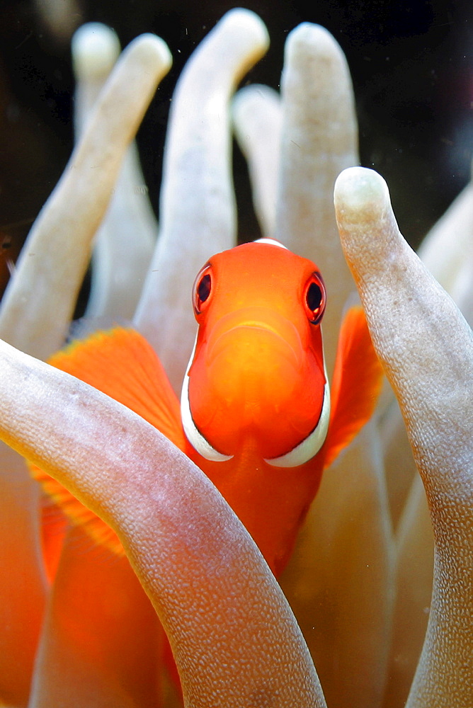 Indonesia, Komodo National park, Clownfish, Cannibal rock [For use up to 13x20 only]