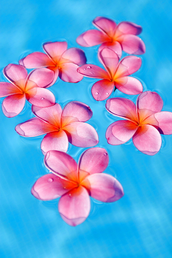 Bright pink plumerias floating in turquoise water.