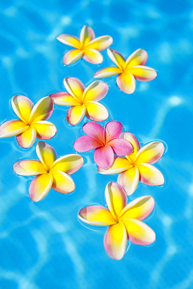 Bright yellow plumeria's floating around one pink one in turquoise water.