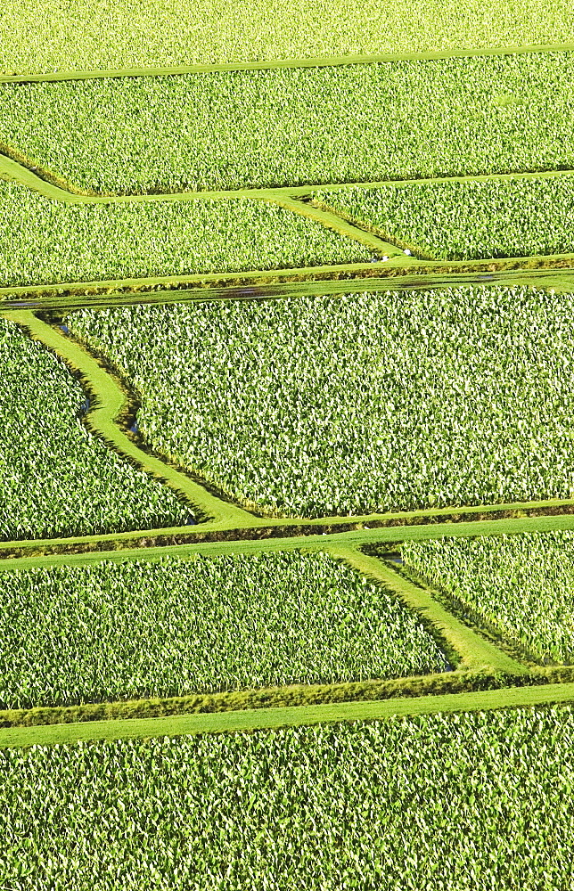 Hawaii, Kauai, Hanalei Valley taro fields.