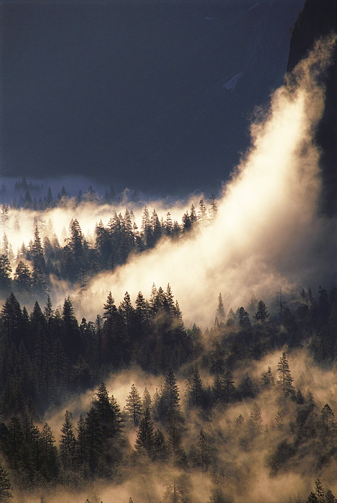 California, Yosemite National Park, Ground fog and pine trees in Yosemite Valley.