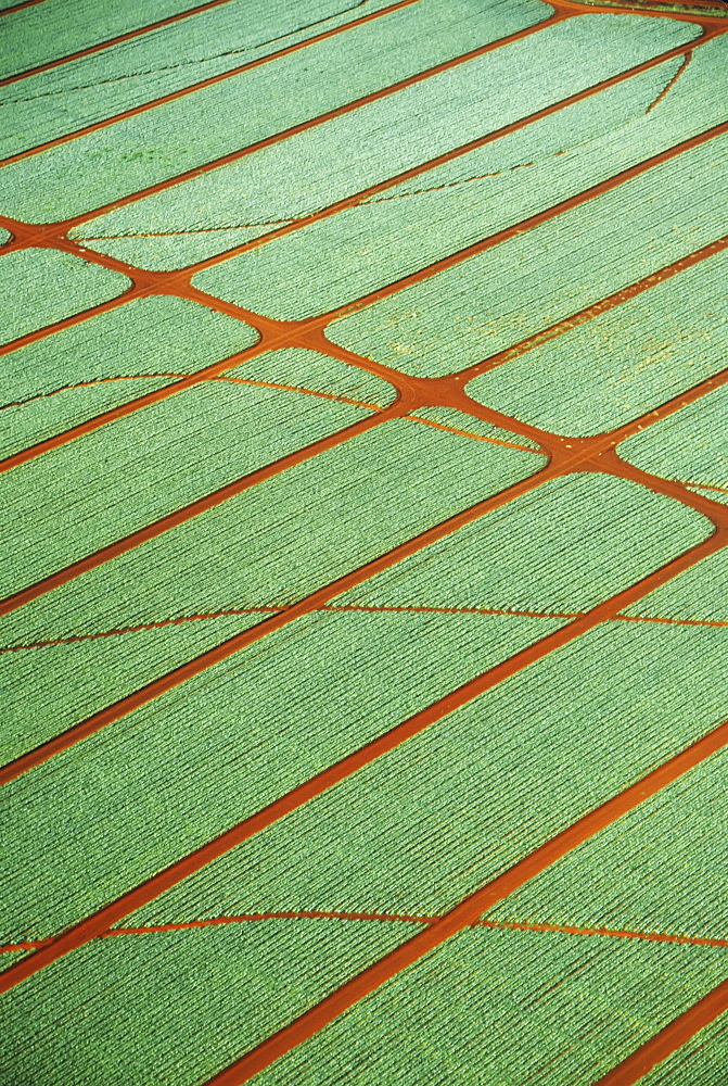 Hawaii, Oahu, Wahiawa, Aerial view of pineapple fields