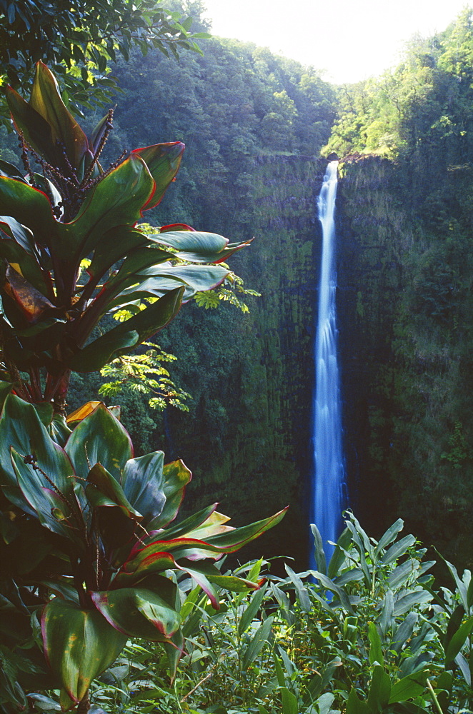 Hawaii, Big Island, Akaka Falls surrounded by Ti leaves and greenery