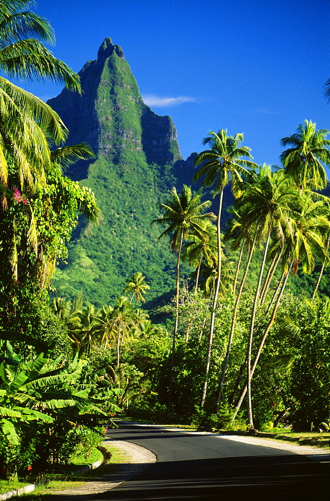 French Polynesia, Moorea, road to Mount Rotui, tropical green surroundings