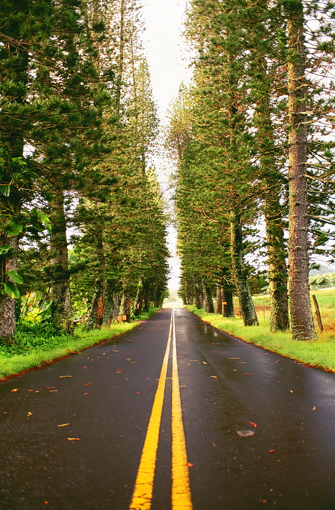 Hawaii, Maui, Hana Highway, street lined with tall trees