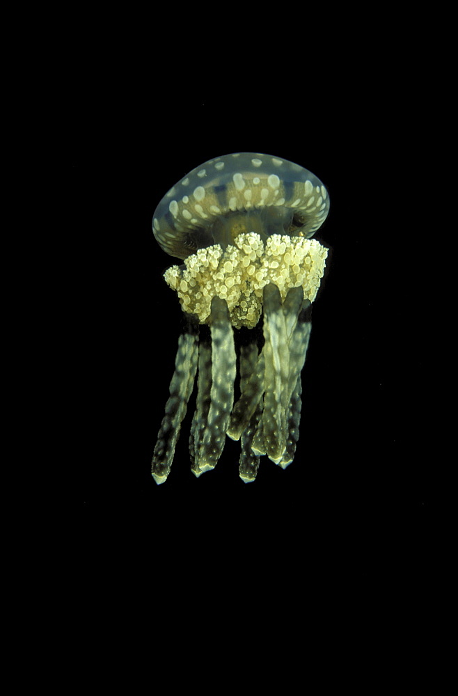 Palau, Stinging jellyfish (Mastigias papua) floats in darkness.