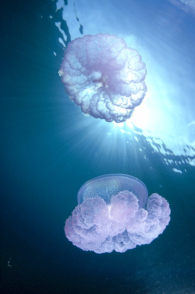 Micronesia, Caroline Islands, Chuuk, Truk Lagoon, pair of jellyfish near surface with sunburst 