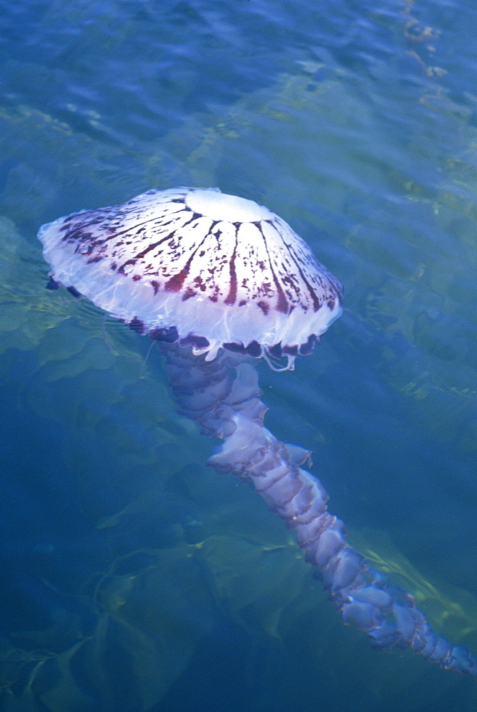 California, La Jolla, large jellyfish floats on surface 