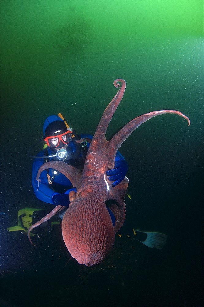 Canada, British Columbia, Hornby Island, Diver holds Giant Pacific Octopus, green ocean 