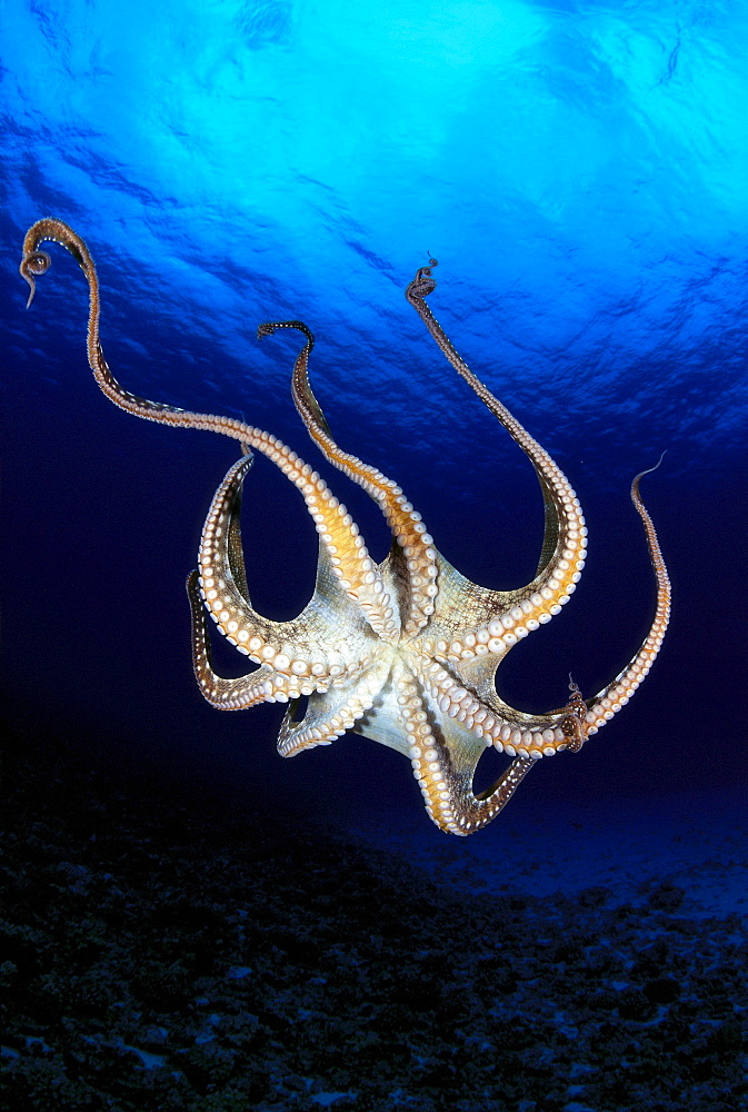 Hawaii, Day octopus (Octopus cyanea) view of underside near surface, midwater 