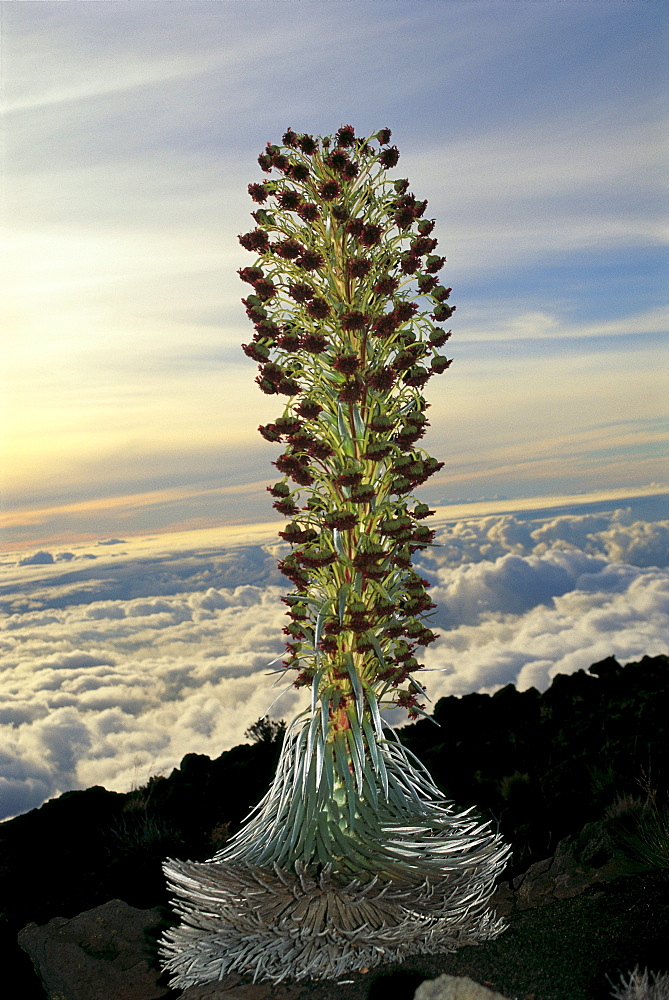 Hawaii, Maui, Silver sword on Haleakala Crater blooming, view overlooking clouds 