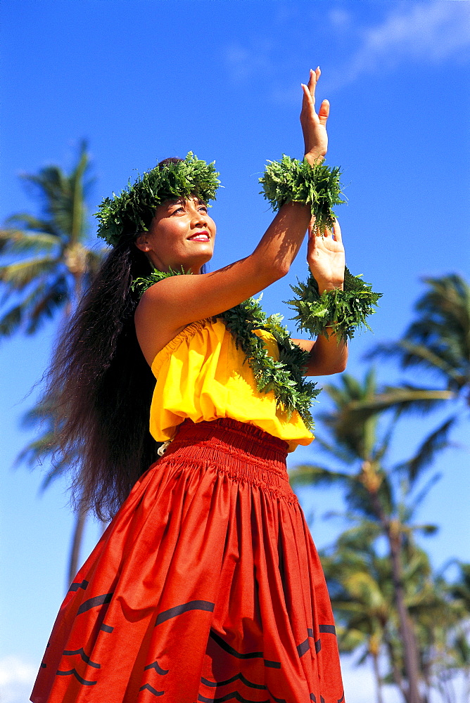 Hula dancer in Kahiko style dress, blue sky background coconut trees 