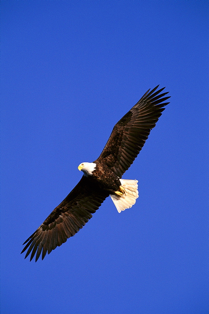 Alaska, Chilkat River, Bald Eagle in flight (Haliaeetus leucocephalus) blue sky A51F