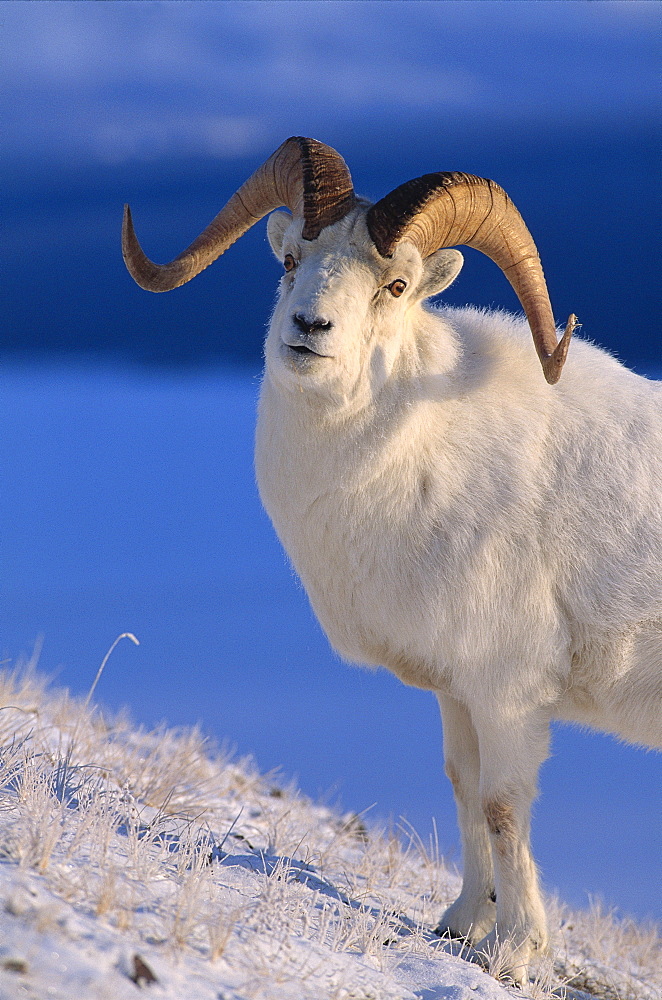 Canada, Kluane National Park, sheep, dall (Ovis dalli) foraging through snow A52B