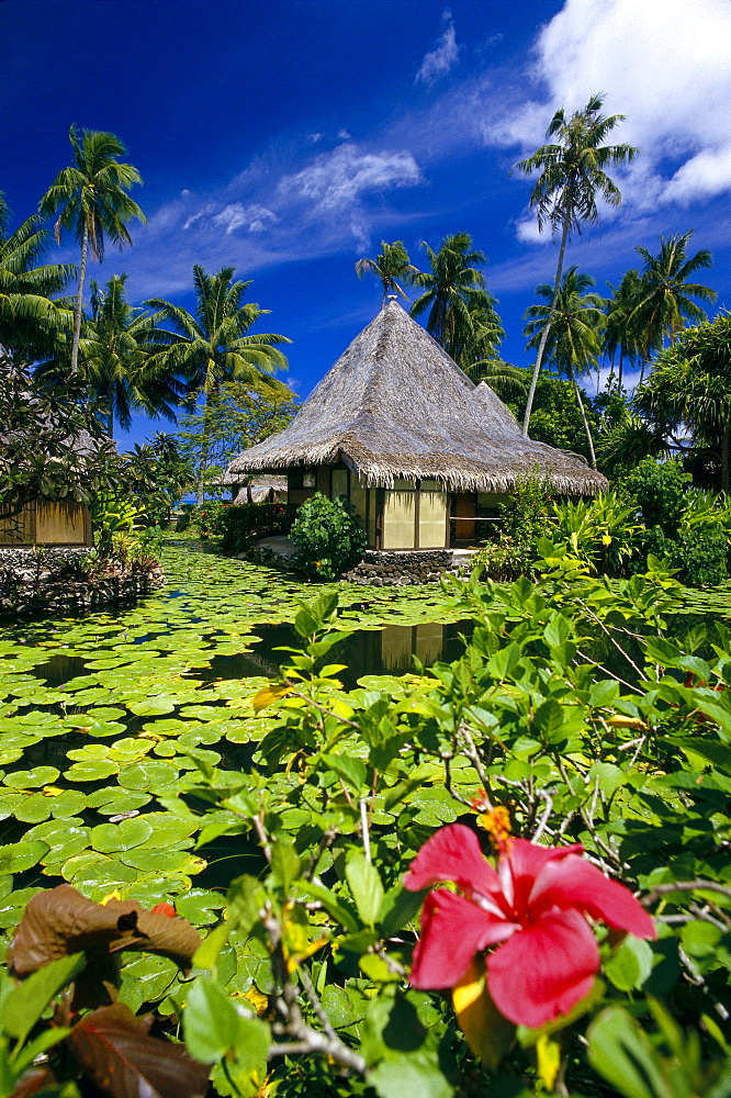 French Polynesia, Tahiti, Bali Hai Hotel, red hibiscus and lily pads fore- ground, thatched huts B1694