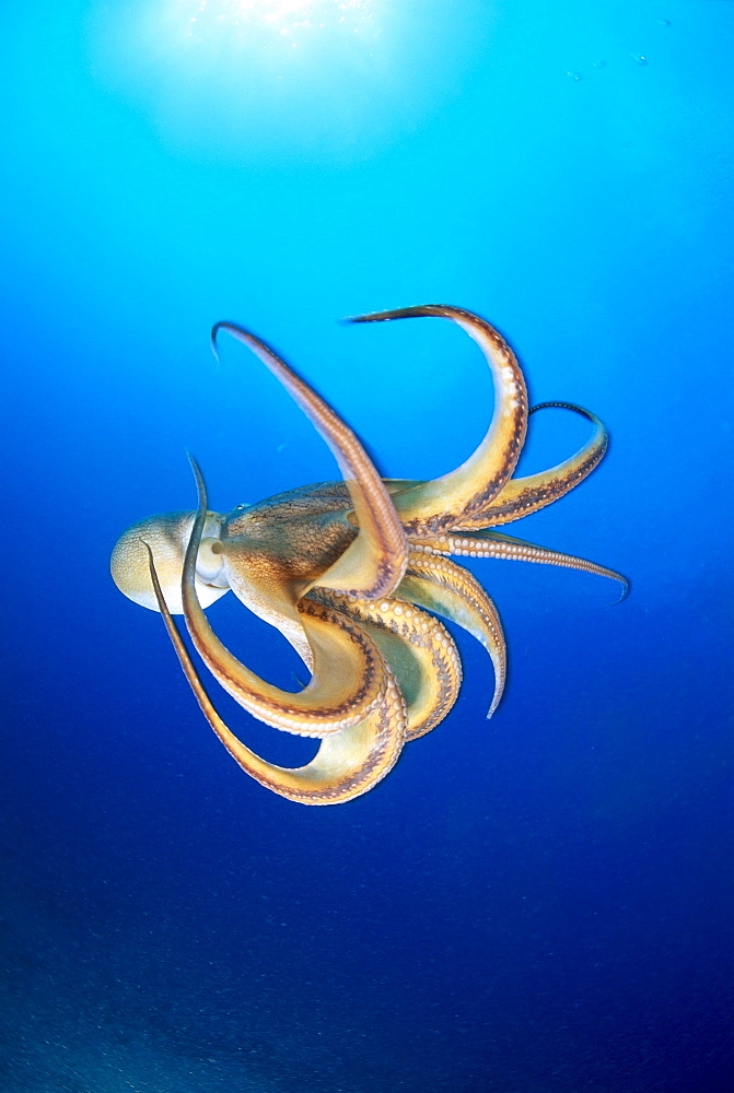 Hawaii, Day Octopus (Octopus cyanea) midwater with sunburst B1908