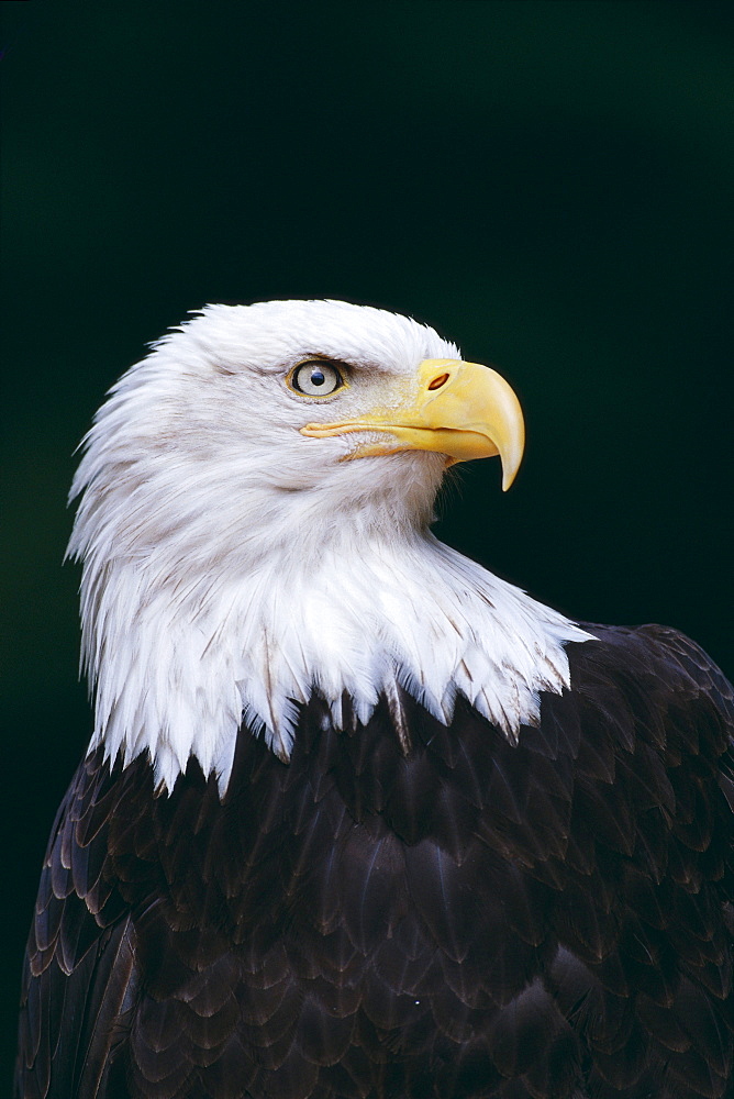 Alaska, Tongass National Forest, Bald Eagle close-up (Haliaeetus leucocephalus) portrait B1642