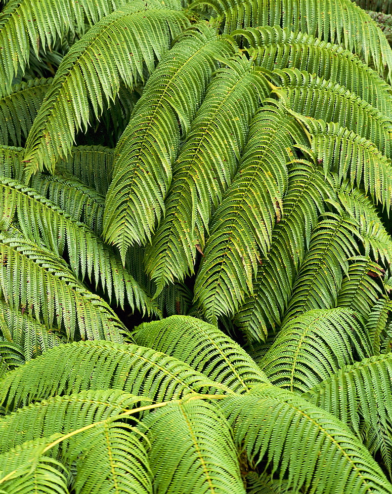 Hawaii, Big Island, Kona, Hualalai, Fern fronds B1636