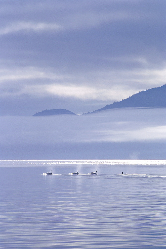 Canada, British Columbia, Orca Killer Whales distant view, blue misty skies (Orca orcinus) C2012