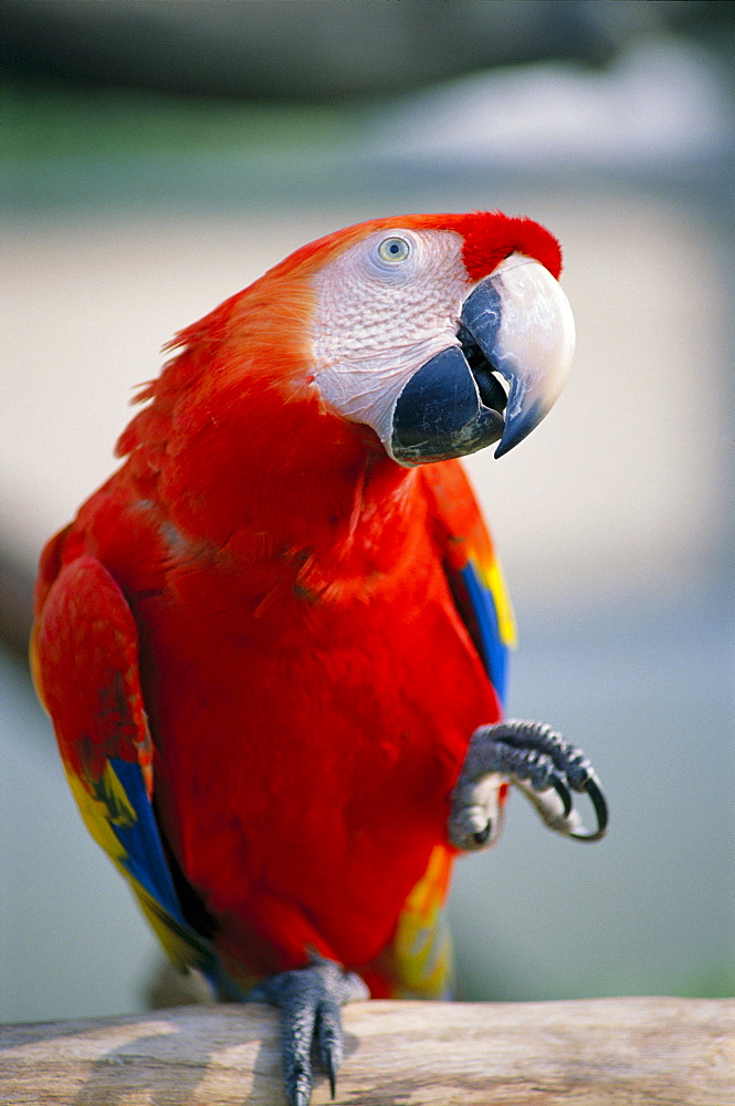 Close-up of red macau lifting claw and tilted head, parrot 