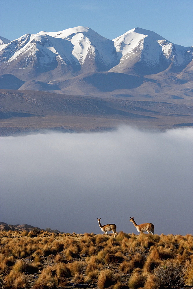 Vicunas (Vicugna Vicugna) On The Altiplano With Aucanquilcha Volcano In The Background, Antofagasta Region, Chile