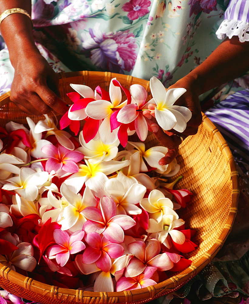 Hawaii, Leimaker, Making Plumeria Leis, Close-Up Of Hands.