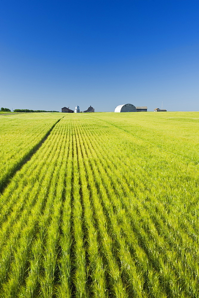 Barley field, near Ponteix, Saskatchewan, Canada