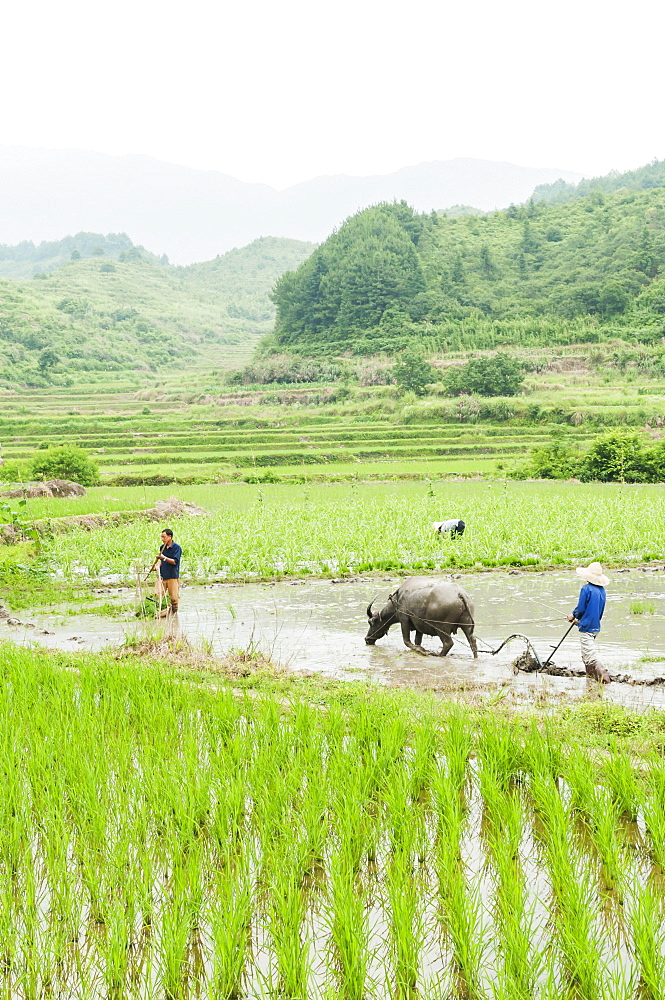 Farmers work in the rice fields in a small village near to Wuyuan, Jiangxi province, China