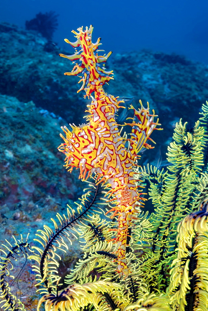 This female Ornate Ghost Pipefish, also known as a Harlequin Ghost Pipefish (Solenostomus paradoxus) is holding it's egg mass in the pouch that is formed by two specialized fins. The eggs can seen through the transparent areas of the fins, Philippines