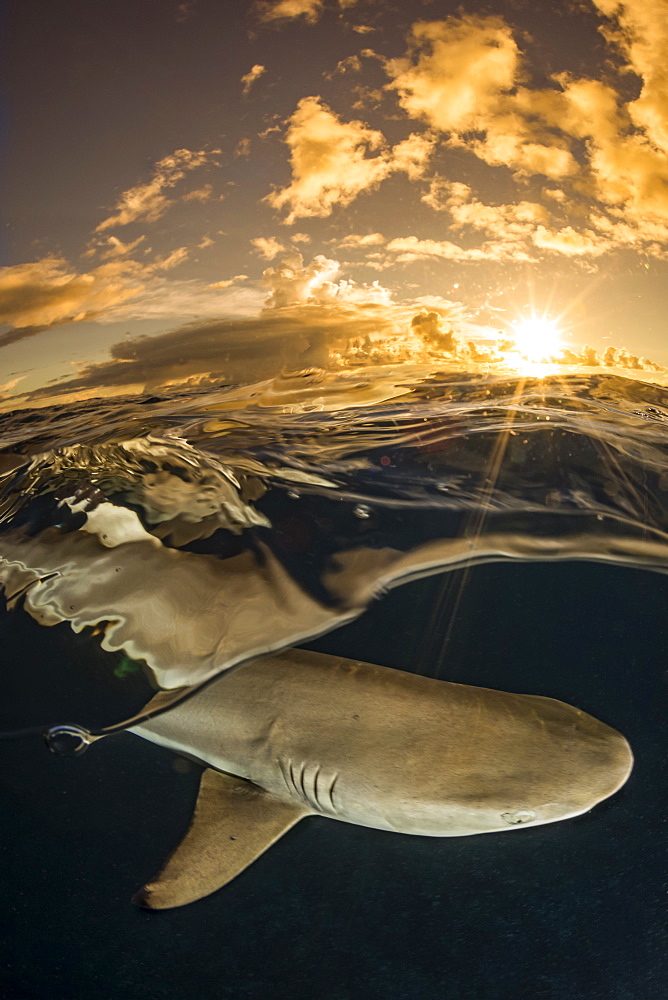 A split scene of a Blacktip Reef Shark (Carcharhinus melanopterus) just below the surface at sunset off the island of Yap, Yap, Micronesia