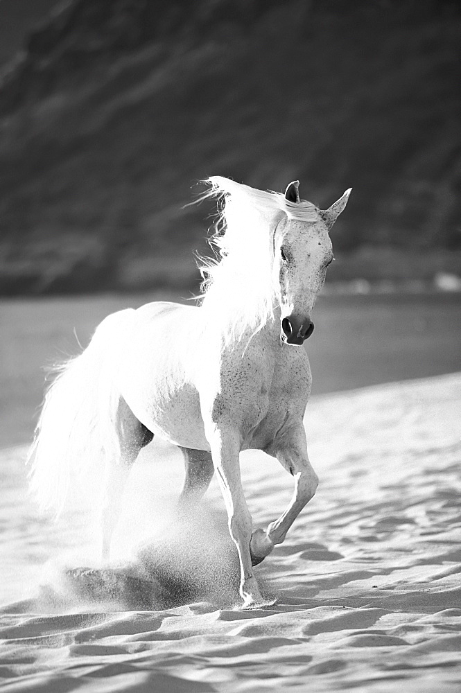 Black and white image of a white horse running on the beach, Hawaii, United States of America