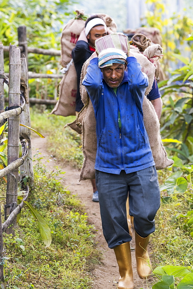 Indian men carrying large sacks on their backs down a path, Sikkim, India